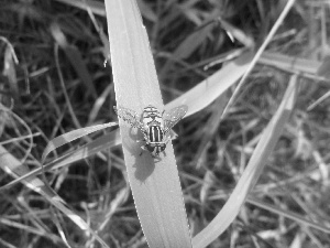 stalk, grass, fly, an, Coloured