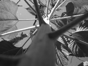 stalk, Sunflower, Leaf