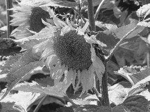 stalk, Sunflower, Colourfull Flowers