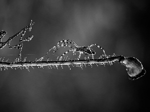 stalk, red weed, double, Spider, mantis