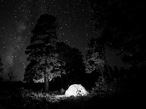 star, Tent, trees, viewes, Night