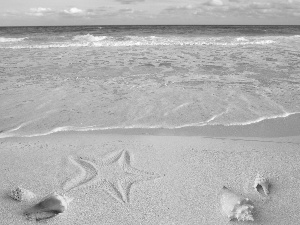 Beaches, Shells, starfish, Sand