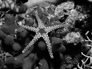 Coloured, starfish