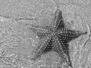 starfish, water, Sand