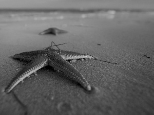 sea, Sand, starfish, Beaches