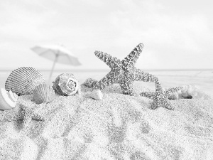 starfish, Beaches, Shells
