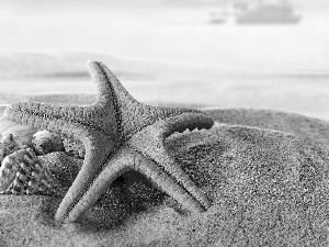 starfish, Sand, Shells