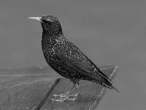 starling