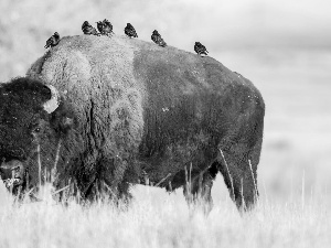 starlings, Bison, birds