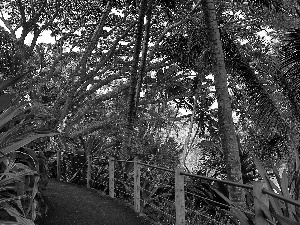 tropical, promenade, Aloha State Hawaje, botanical garden