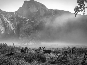 California, The United States, Yosemite National Park, deer, trees, viewes, autumn, Fog, Mountains