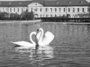 swanlike, Pond - car, Steam