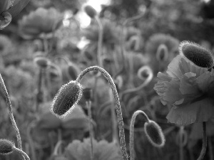 stems, papavers, Buds