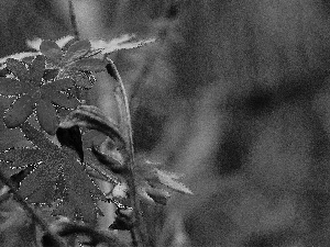 stems, Red, Leaf