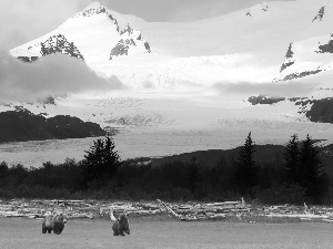 Mountains, dry, Stems, bears