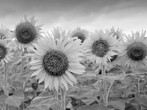 Sky, Nice sunflowers, stems