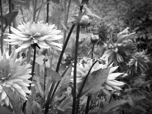 stems, dahlias, Pink