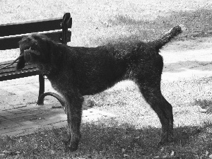 German Wirehaired Pointer, Bench, Stick, grass