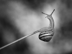 snail, stick