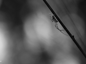 Spider, stick