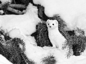 winter, White, stoat, spruce