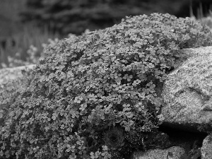 Stone, purple, Flowers