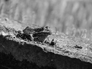 Stone, Green, frog