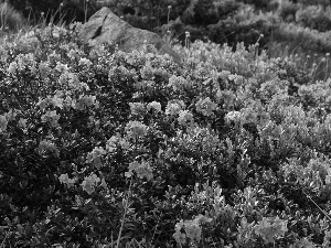 rhododendron, Meadow, Stone