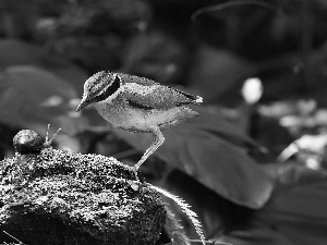 Stone, Moss, Bird, snail, color