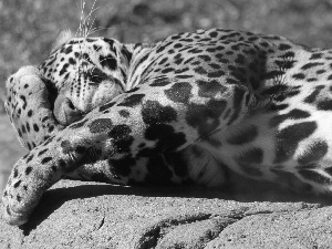 stone, Leopards, paws