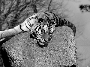 Stone, tiger, resting