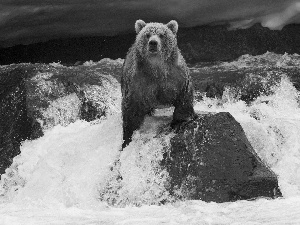 Stone, Bear, River