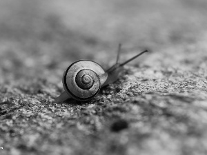 Stone, snail, shell