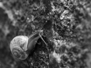 Stone, snail, shell