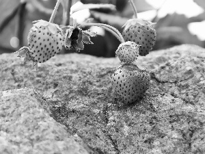 strawberries, Stone