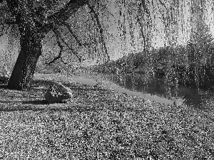 River, Stone, viewes, Willow, trees