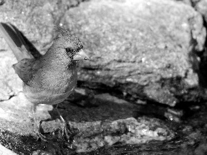 Stones, Bird, cardinal