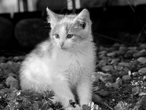 cat, Stones