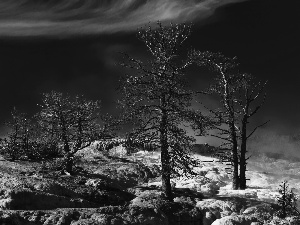 Stones rocks, cliff, trees, viewes, dry