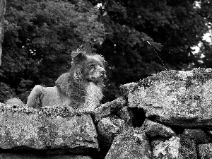 Stones, ginger, dog