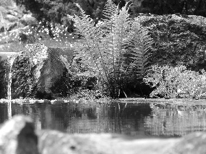 fern, water, Stones, eye