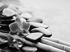 Colourfull Flowers, bamboo, Stones