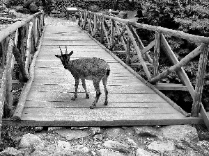 goat, bridge, Stones, wooden