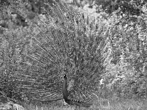 Stones, grass, peacock, Park, Beatyfull