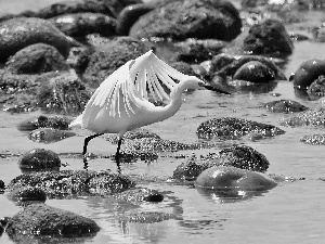 heron, water, Stones, White