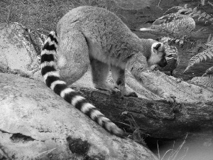 long, Lemura, Stones, tail