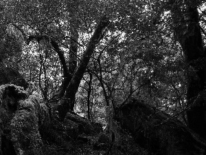 Stones, forest, mossy