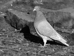 Stones, ginger, pigeon