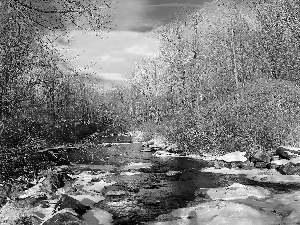 Stones, forest, River