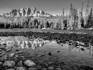 rocks, River, Stones, forest